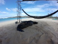 Lion de mer - Galápagos