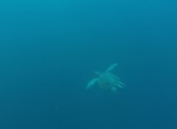 Tortue marine - Daphne- Galápagos