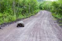 Tortue sauvage sur la route - Muro Lagrimas - Isabela - Galápagos