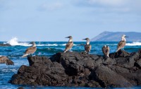 Fous à pieds bleus - Tintoreras - Isabela - Galápagos