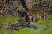 Un visiteur au milieu des crabes - Tintoreras - Isabel - Galápagos