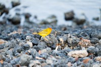 Paruline jaune - Tintoreras - Isabela - Galápagos