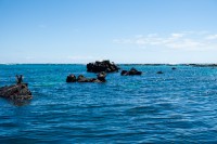 Los Túneles - Isabela - Galápagos