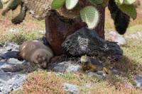 Lion de mer et iguane - Plaza Sur - Galápagos
