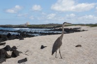 Jeune héron et vue sur Kicker Rock - Playa Manglecito - San Cristobal - Galápagos