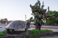 Statue tortue - Puerto Baquerizo Moreno - San Cristobal - Galápagos
