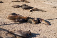 Lions de mer sur la plage - Puerto Baquerizo Moreno - San Cristobal - Galápagos