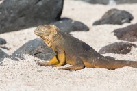 Iguane - Seymour Norte - Galápagos