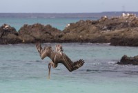 Pélican plongeant - Playa Bacha - Santa Cruz - Galápagos