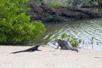 Iguanes marins - Playa Bacha - Santa Cruz - Galápagos