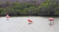 Flamant rose - Playa Bacha - Santa Cruz - Galápagos