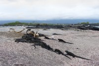 Tas d'iguanes marins - Punta Espinoza - Fernandina - Galápagos