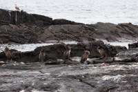 Cormorans qui ne savent pas voler - Punta Espinoza - Fernandina - Galápagos