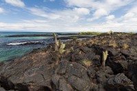 Punta Moreno - Isabela - Galápagos