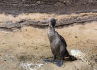 Cormoran qui ne sait pas voler - Tagus Cove - Isabela - Galápagos